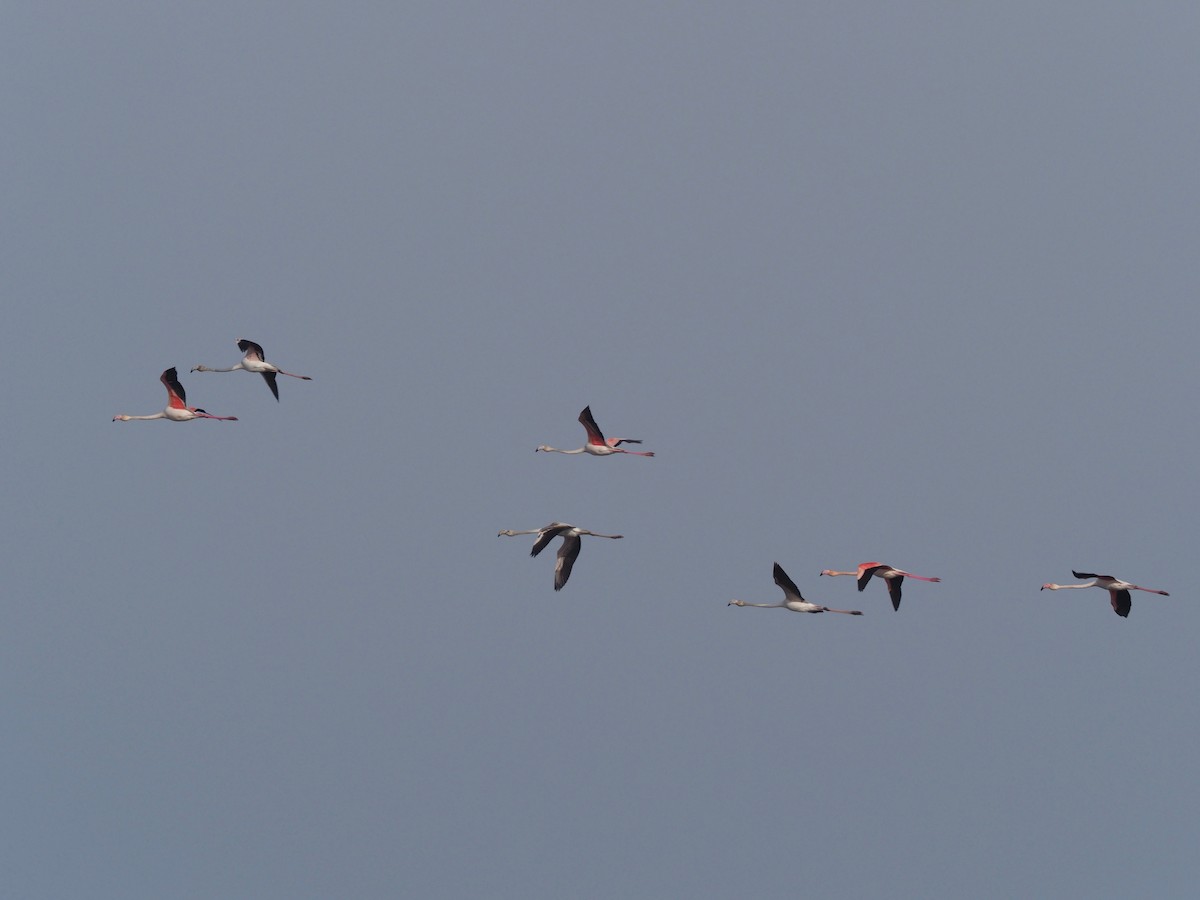 Greater Flamingo - ML151170311