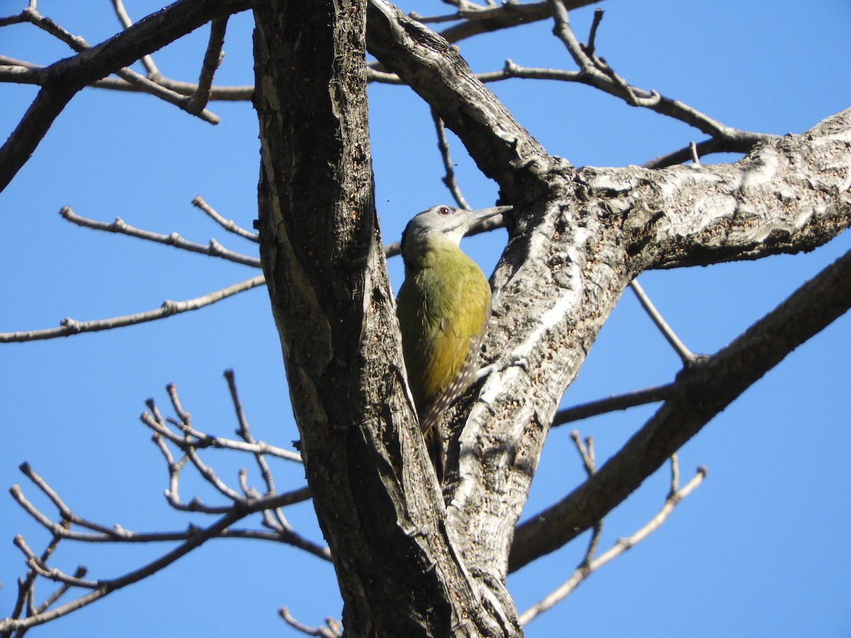 Gray-headed Woodpecker - Manjeet Kaur Bal