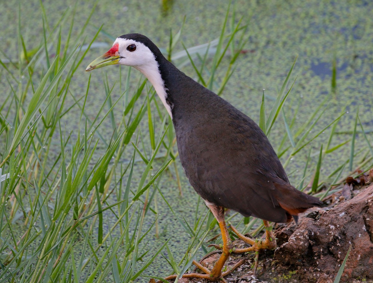 White-breasted Waterhen - Neoh Hor Kee