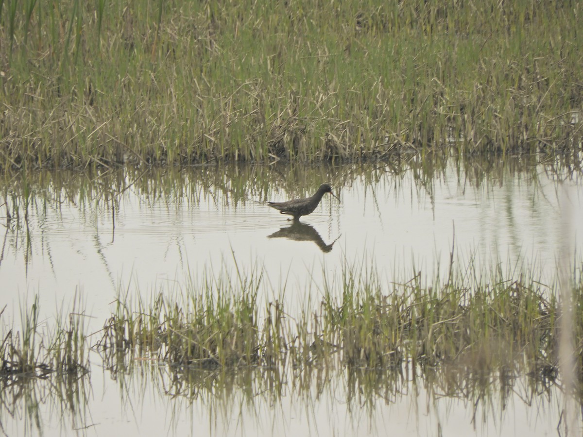 Spotted Redshank - ML151175061