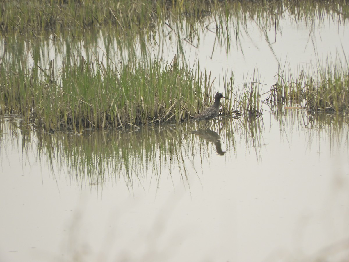 Spotted Redshank - ML151175151