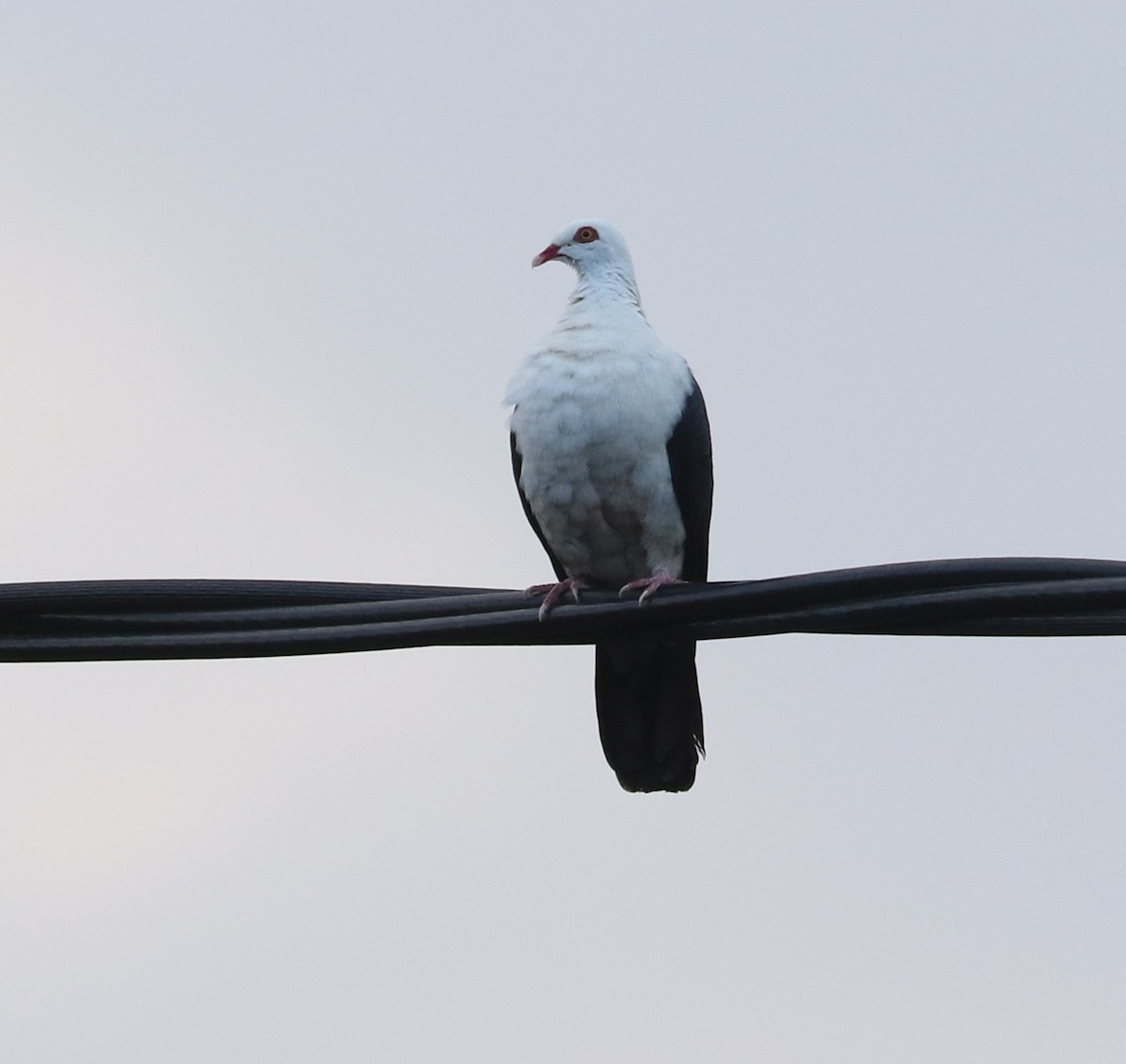 White-headed Pigeon - ML151175901