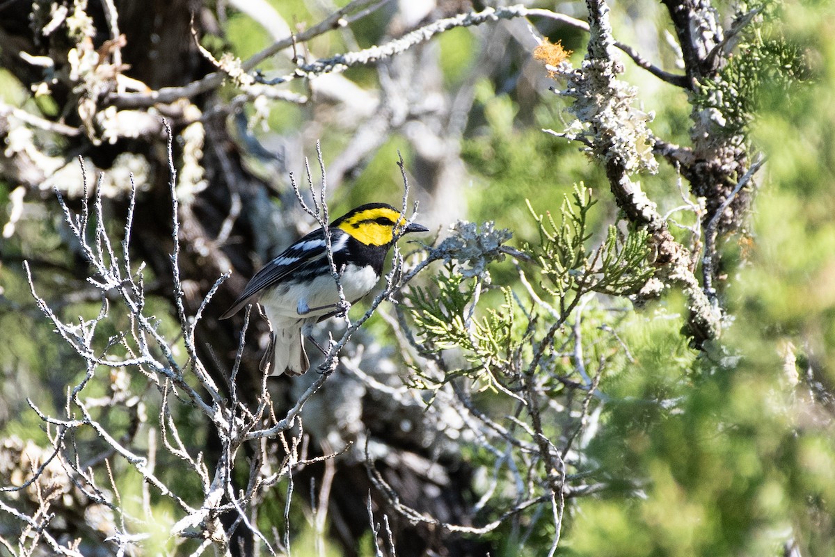 Golden-cheeked Warbler - Kevin Pero