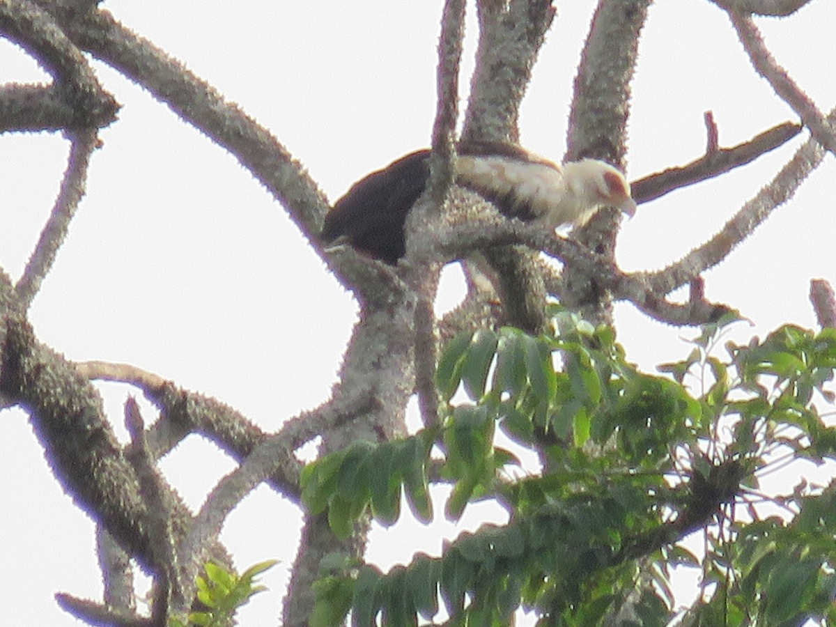 Palm-nut Vulture - ML151176151