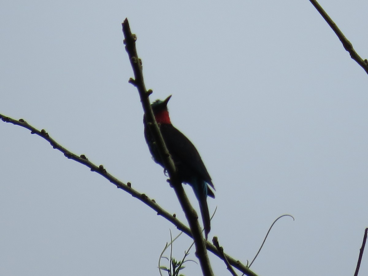 Black Bee-eater - ML151176271