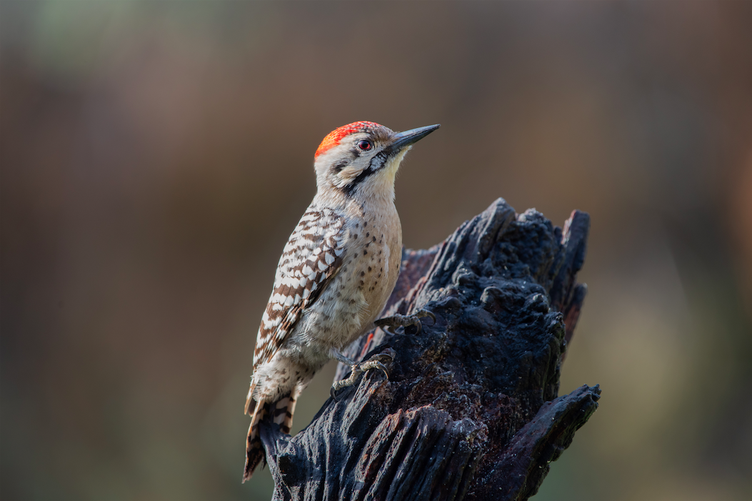 Ladder-backed Woodpecker - Kevin Pero