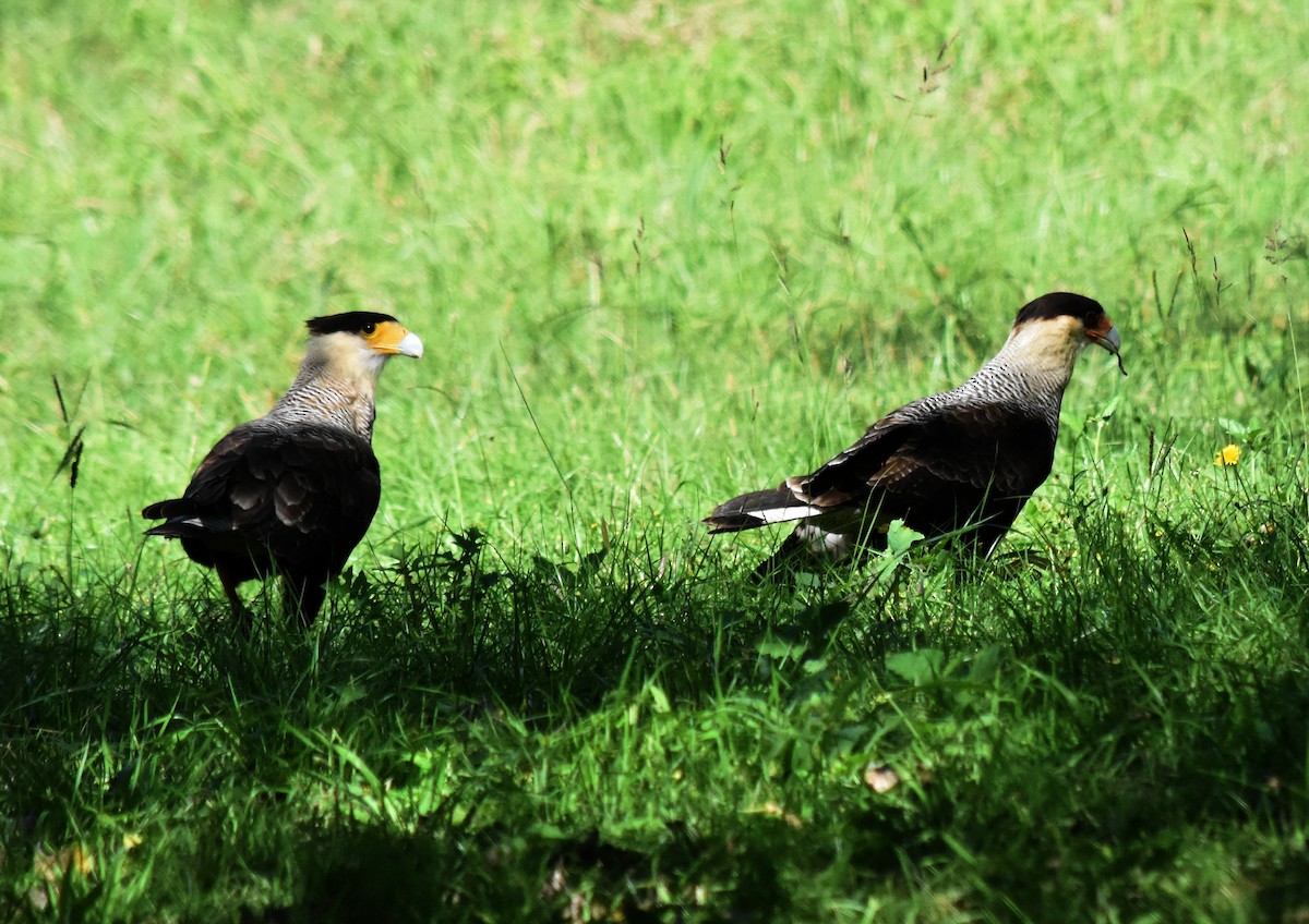 Crested Caracara (Southern) - andres ebel