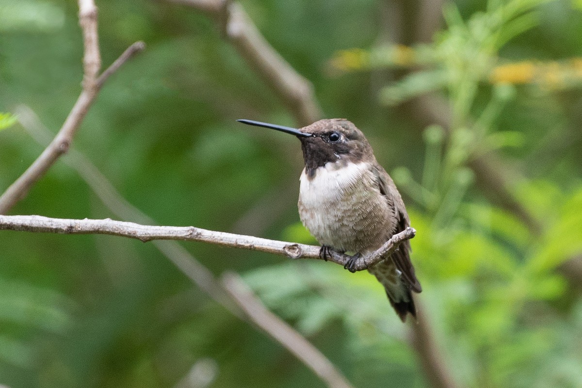Black-chinned Hummingbird - ML151178101