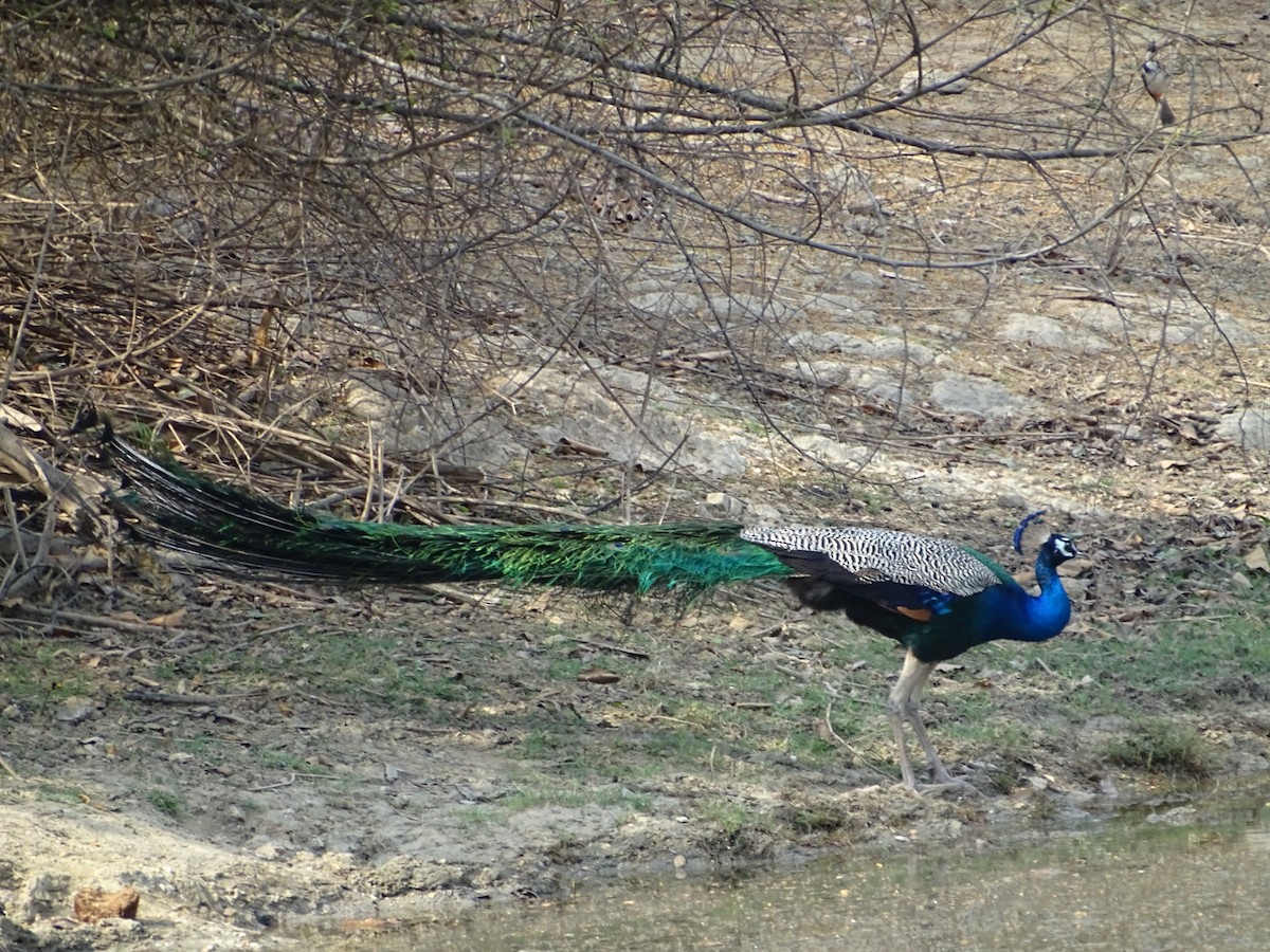 Indian Peafowl - Mohammed Rinaz.m