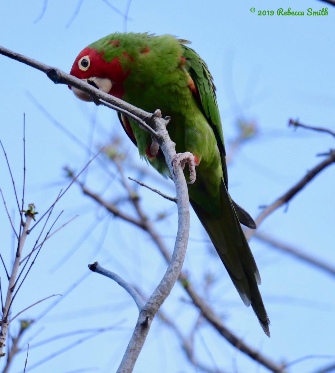 Red-masked Parakeet - Rebecca Smith
