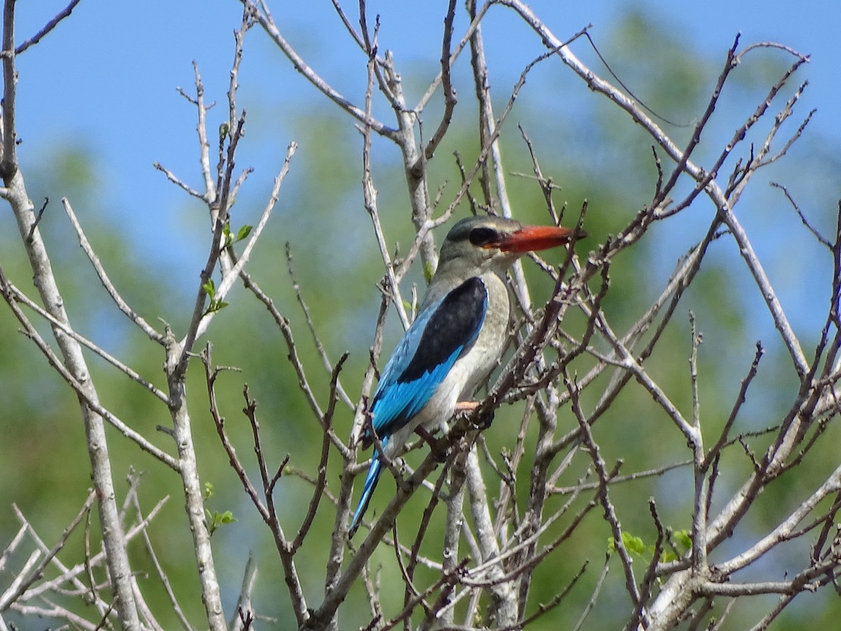 Mangrove Kingfisher - Doris  Schaule