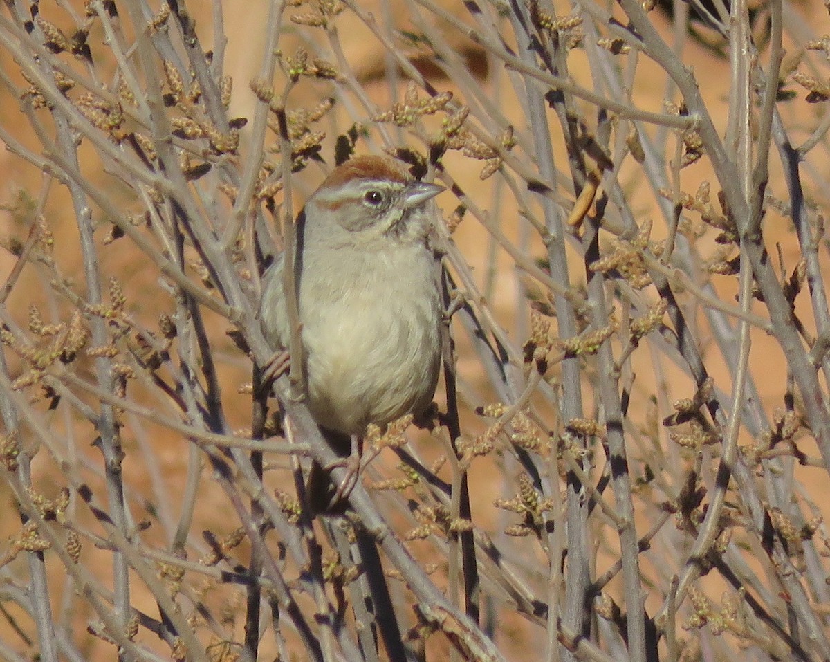 Rufous-crowned Sparrow - ML151183511