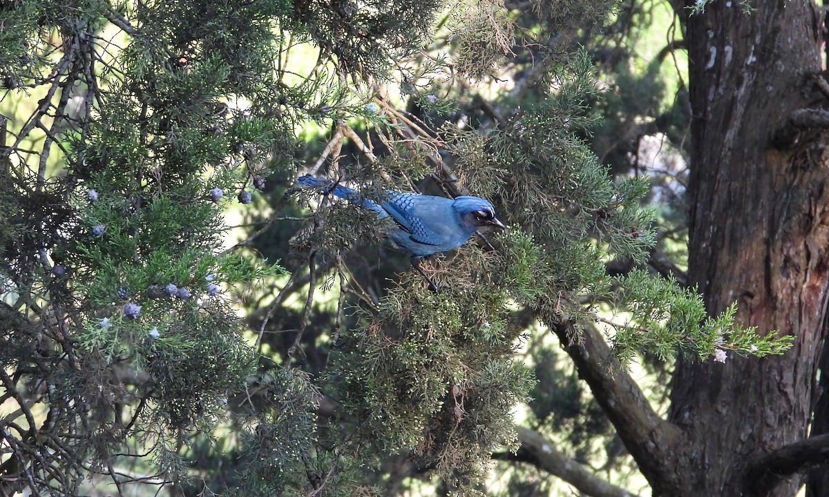 Steller's Jay (Middle American) - grete pasch
