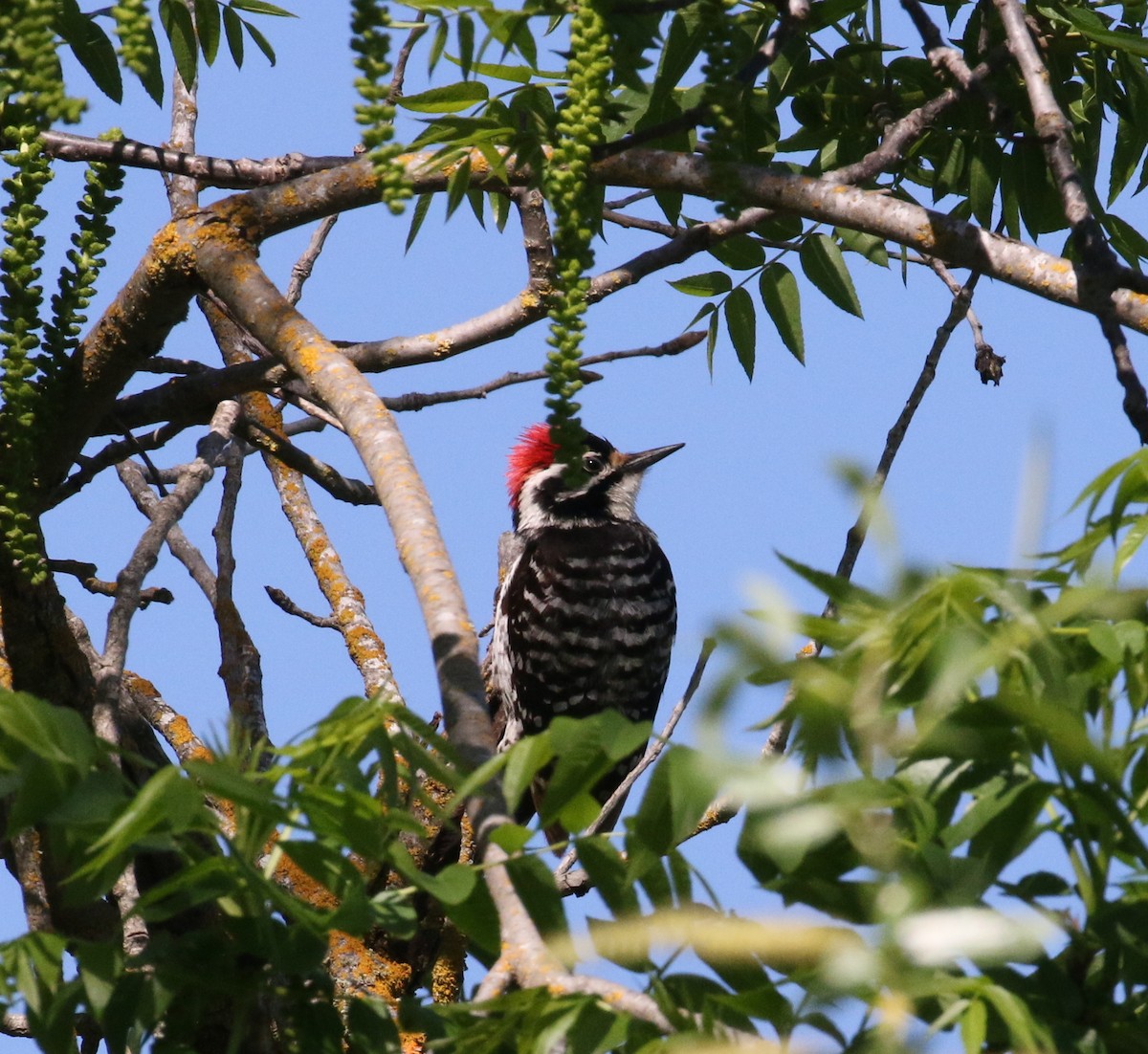 Nuttall's Woodpecker - ML151184991