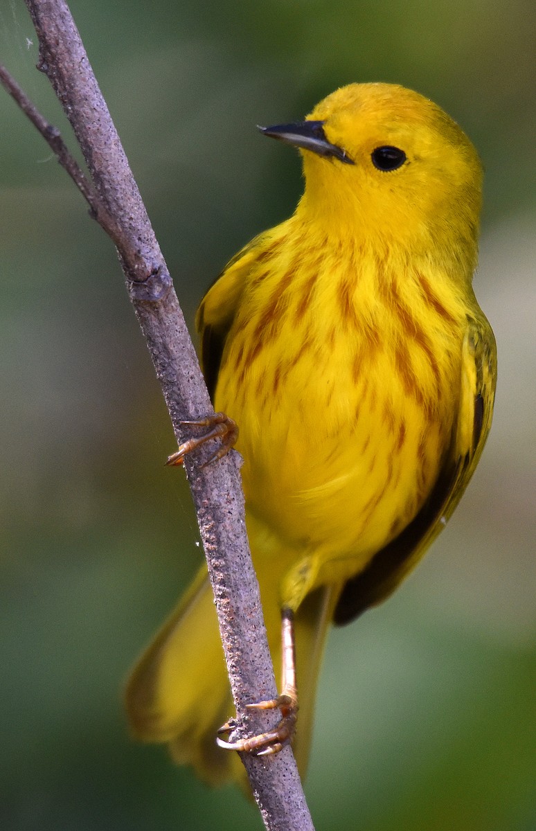 Yellow Warbler (Golden) - Steven Mlodinow