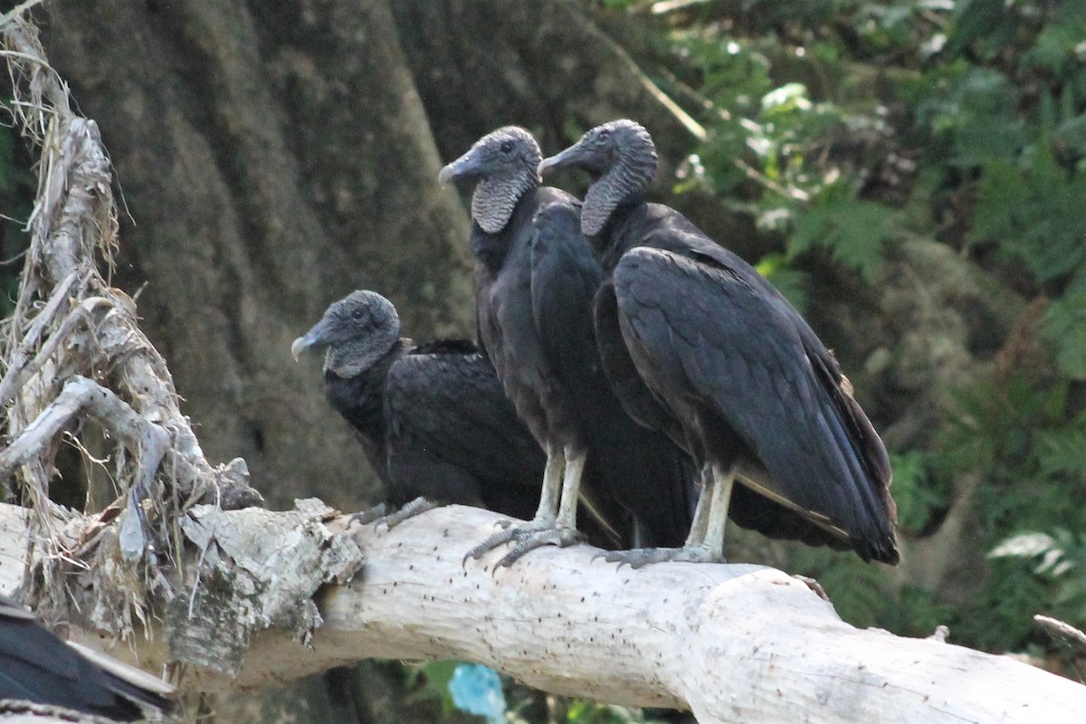 Black Vulture - ML151186061