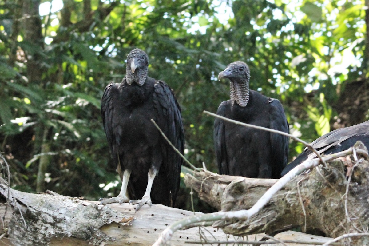 Black Vulture - Greg Laverty