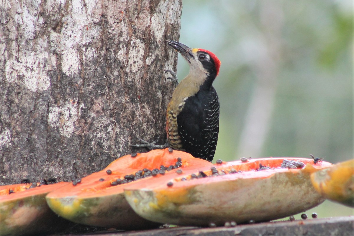 Black-cheeked Woodpecker - ML151186211