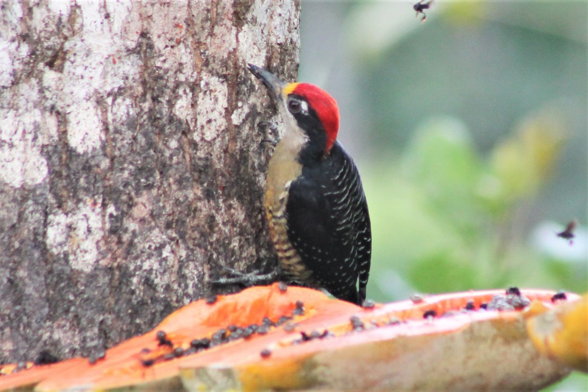 Black-cheeked Woodpecker - Greg Laverty
