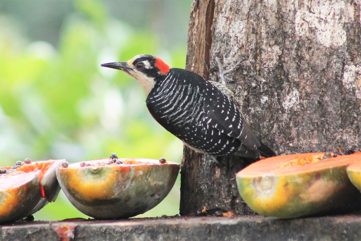 Black-cheeked Woodpecker - Greg Laverty