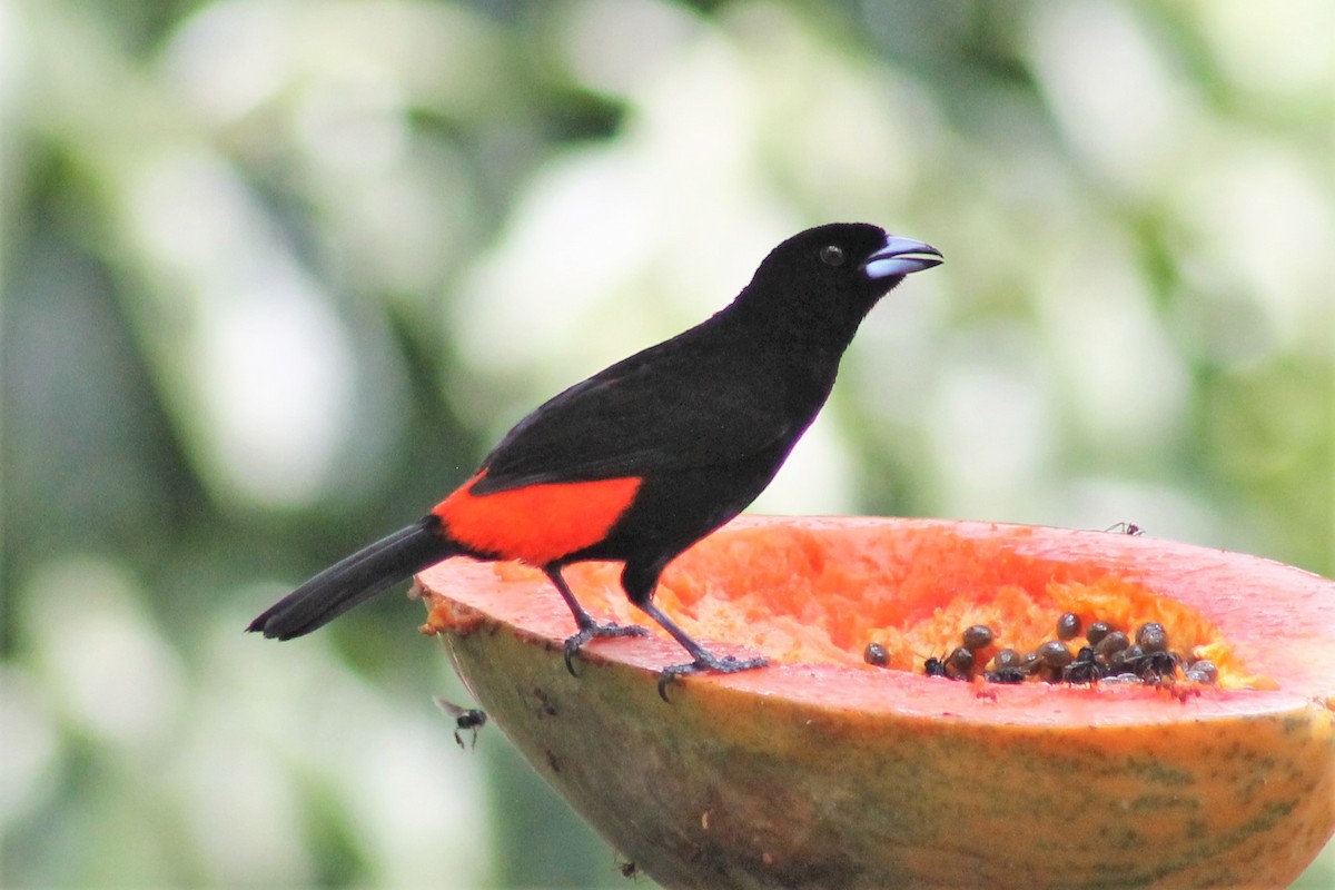 Scarlet-rumped Tanager - ML151186421