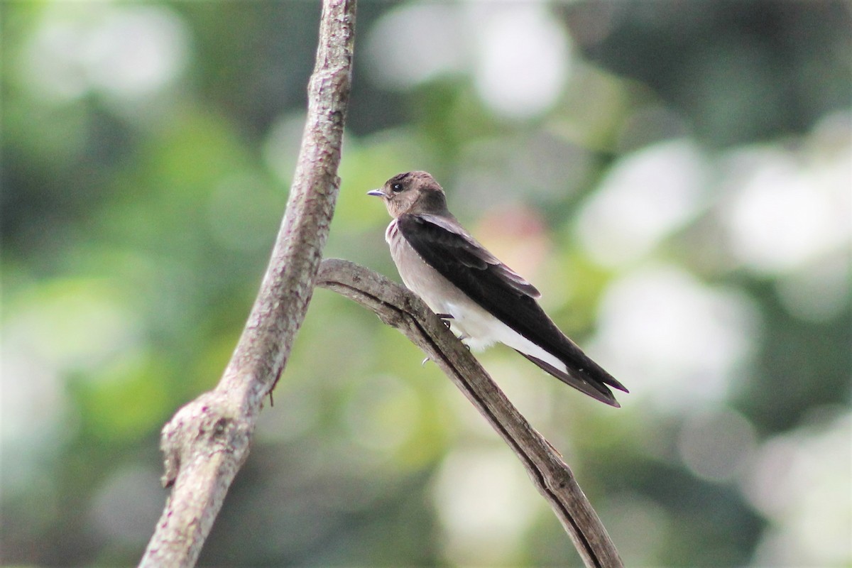 Southern Rough-winged Swallow - ML151186511