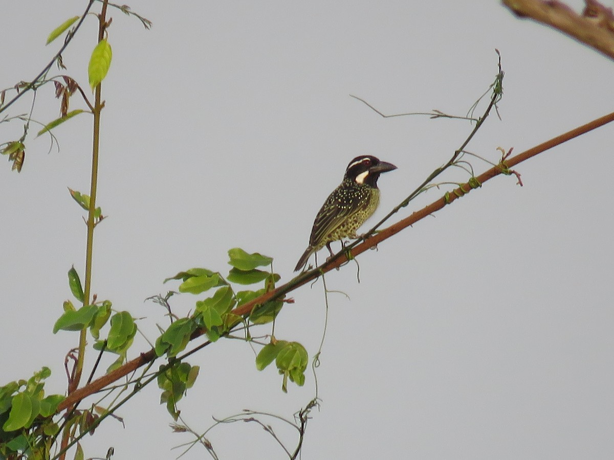 Hairy-breasted Barbet - ML151186581