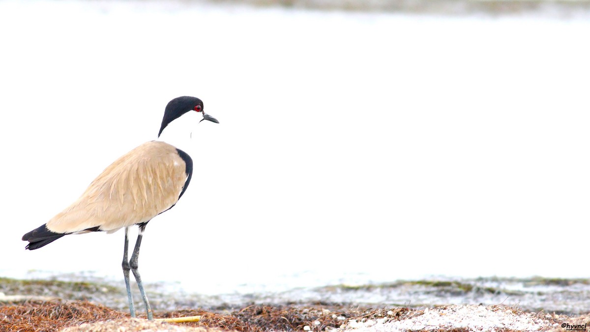Spur-winged Lapwing - ML151187131