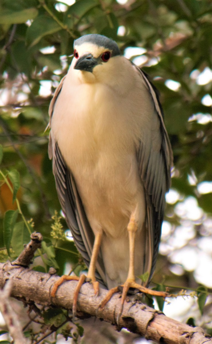 Black-crowned Night Heron - Jeffrey McCrary