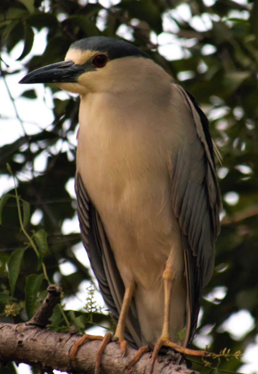 Black-crowned Night Heron - Jeffrey McCrary