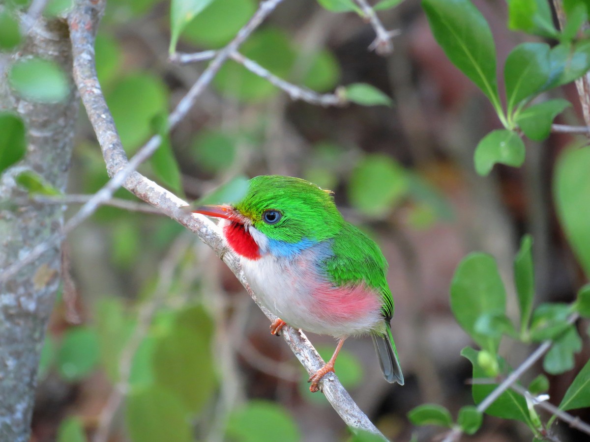Cuban Tody - Andrew Olive