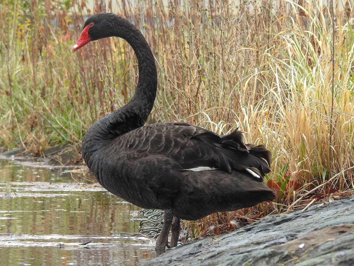 Black Swan - ML151188571