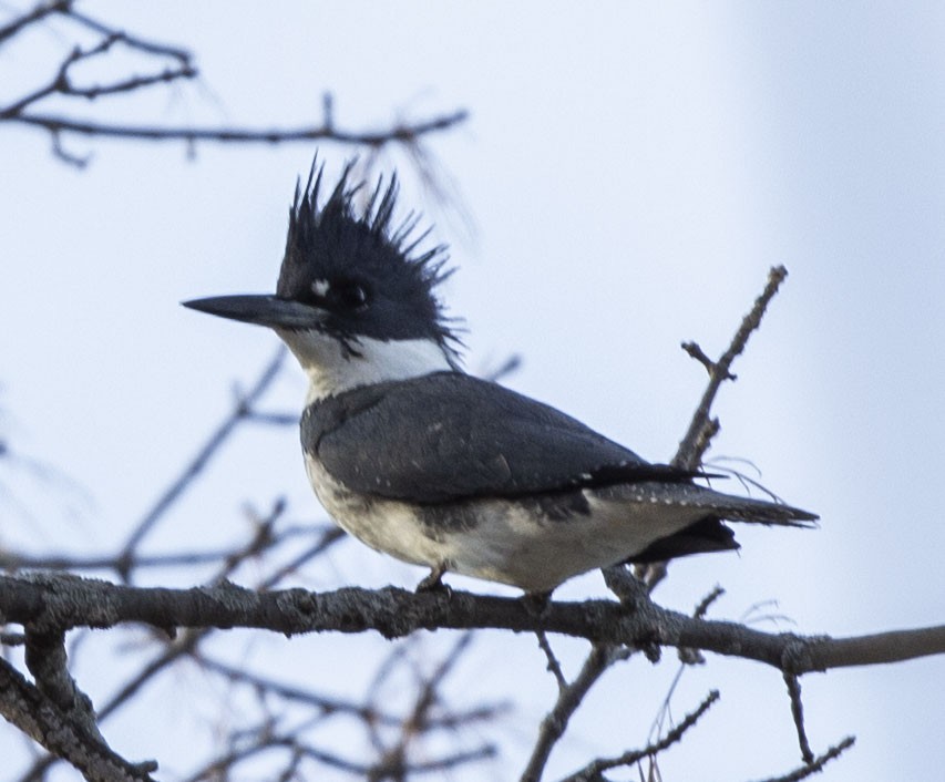 Belted Kingfisher - Andrew Sibbald