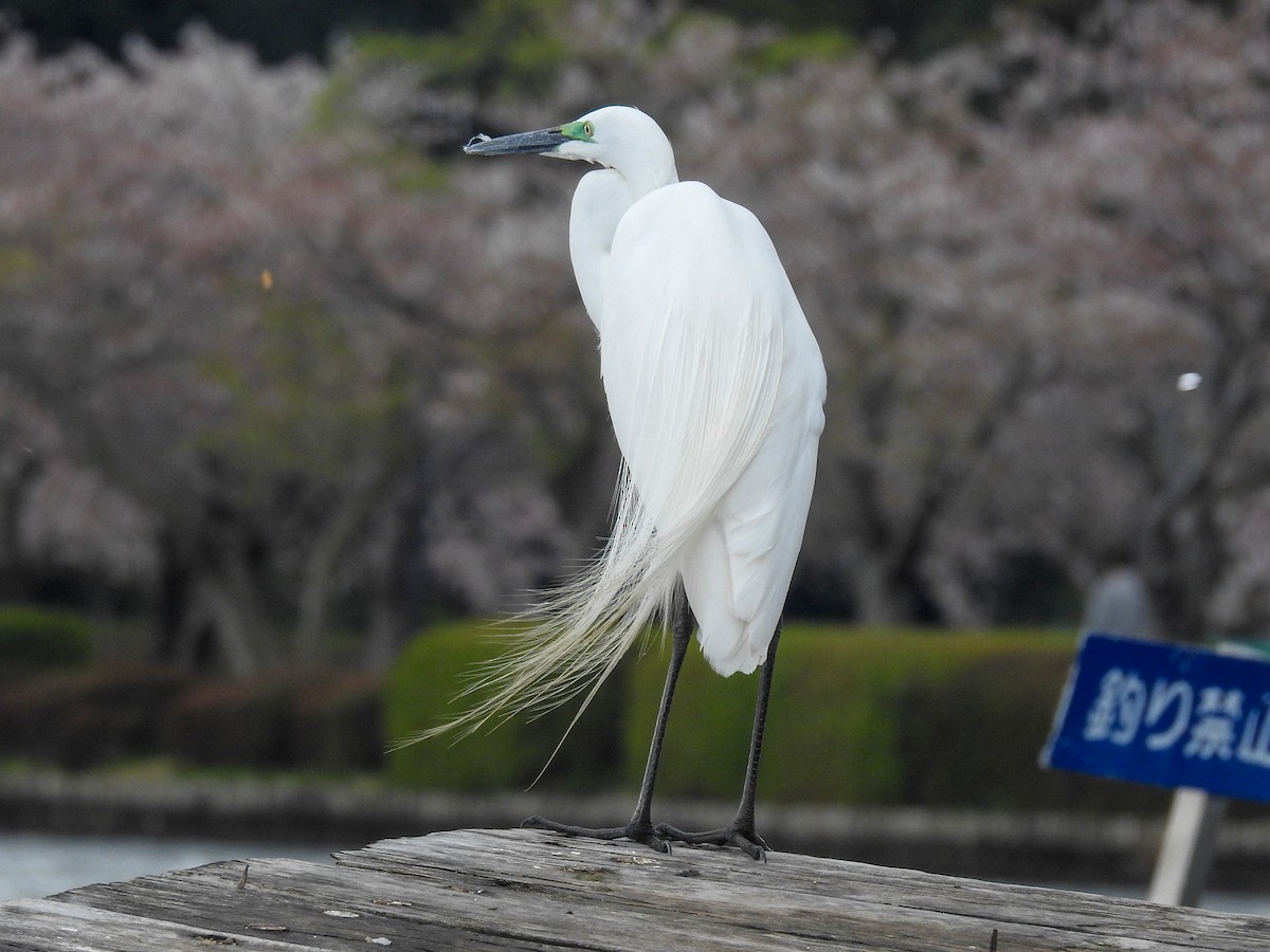 Great Egret - Anonymous
