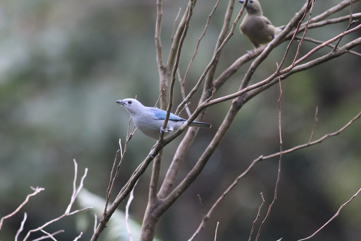 Blue-gray Tanager - ML151190521