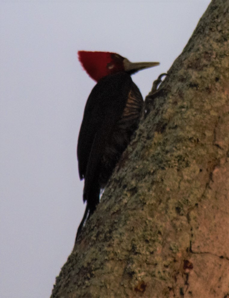 Crimson-crested Woodpecker - Jeffrey McCrary