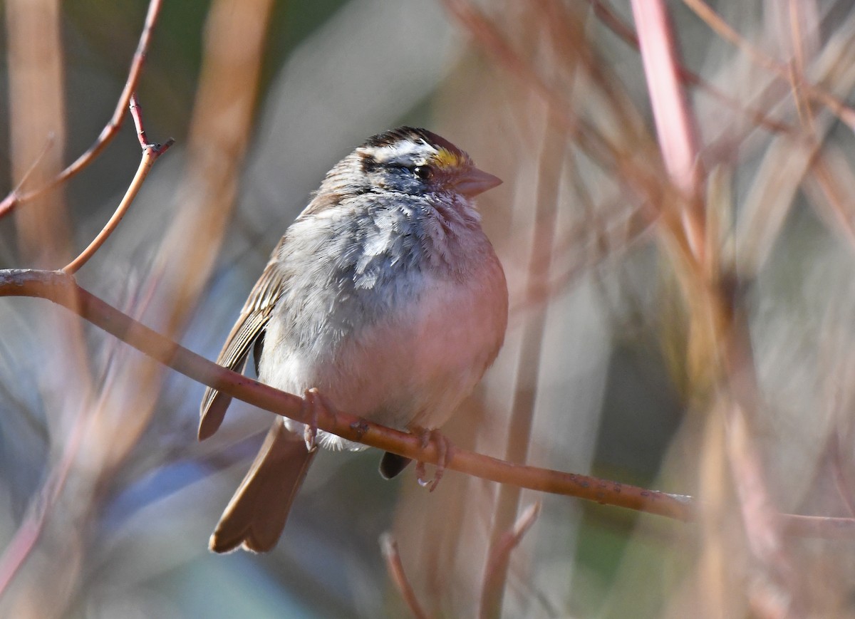 White-throated Sparrow - Linn H