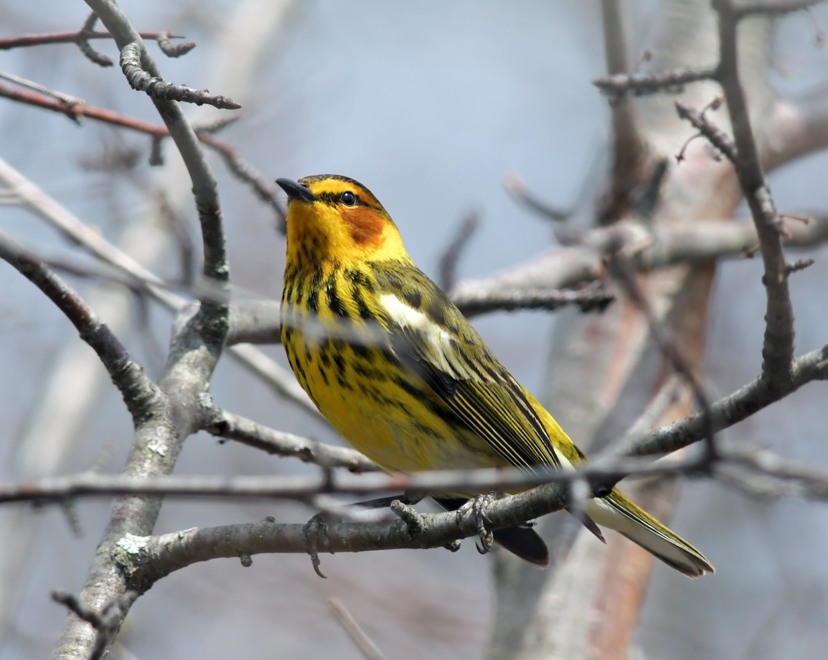 Cape May Warbler - ML151194761