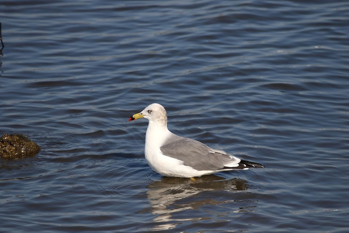 Black-tailed Gull - ML151194961