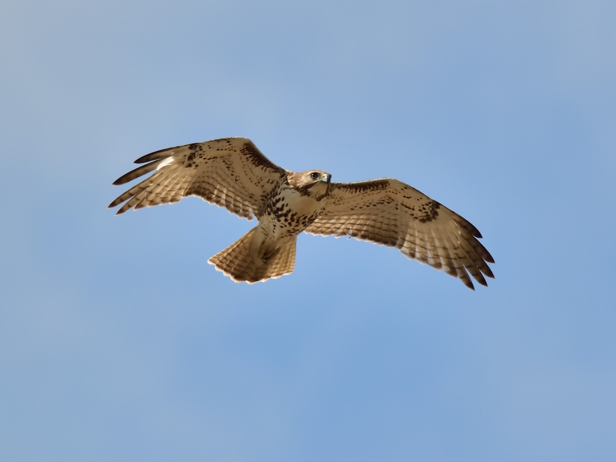 Red-tailed Hawk - Jack Verdin