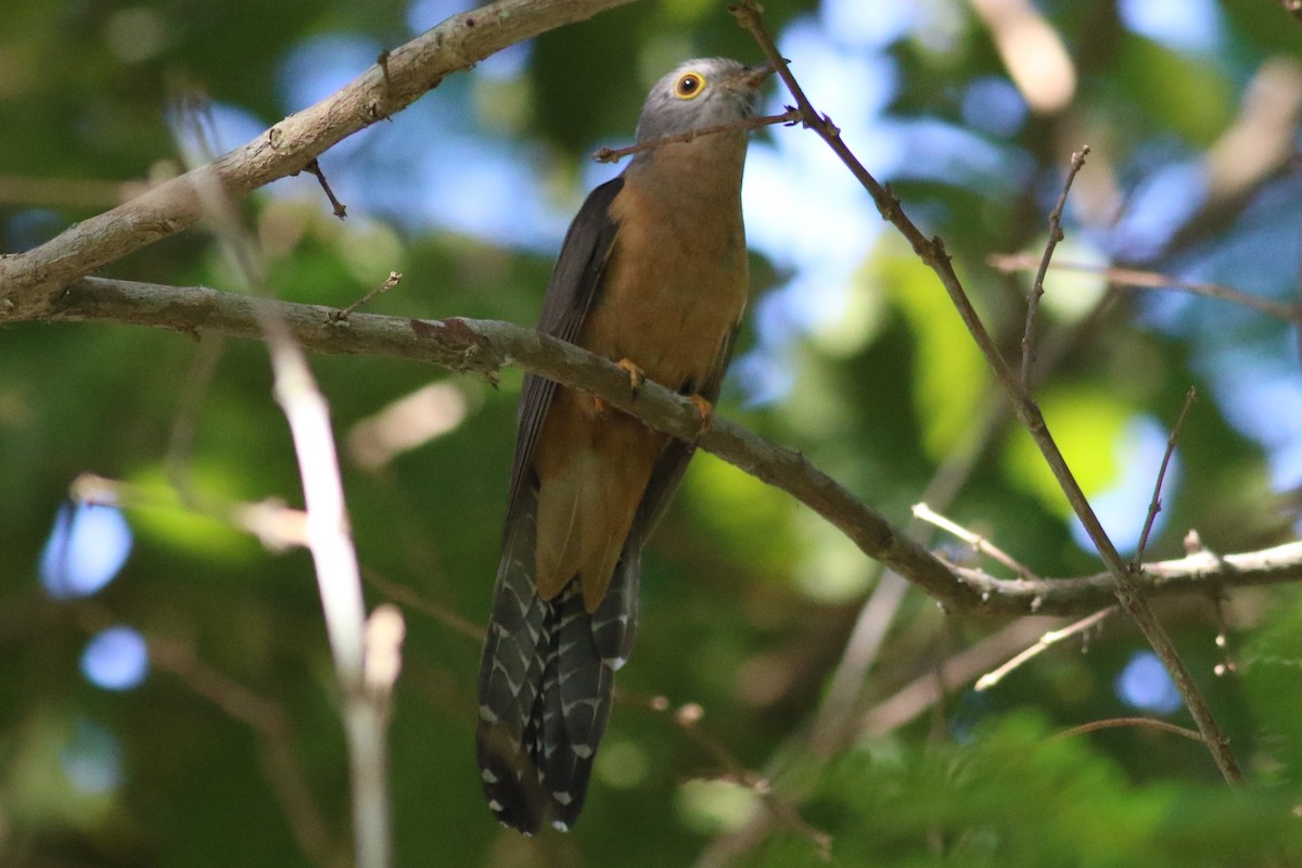 Brush Cuckoo (Sunda) - Fadzrun A.
