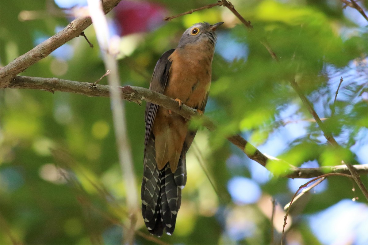 Brush Cuckoo (Sunda) - Fadzrun A.