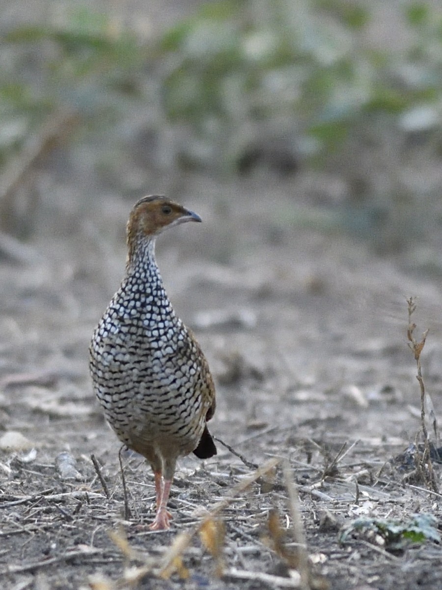 Painted Francolin - ML151196271