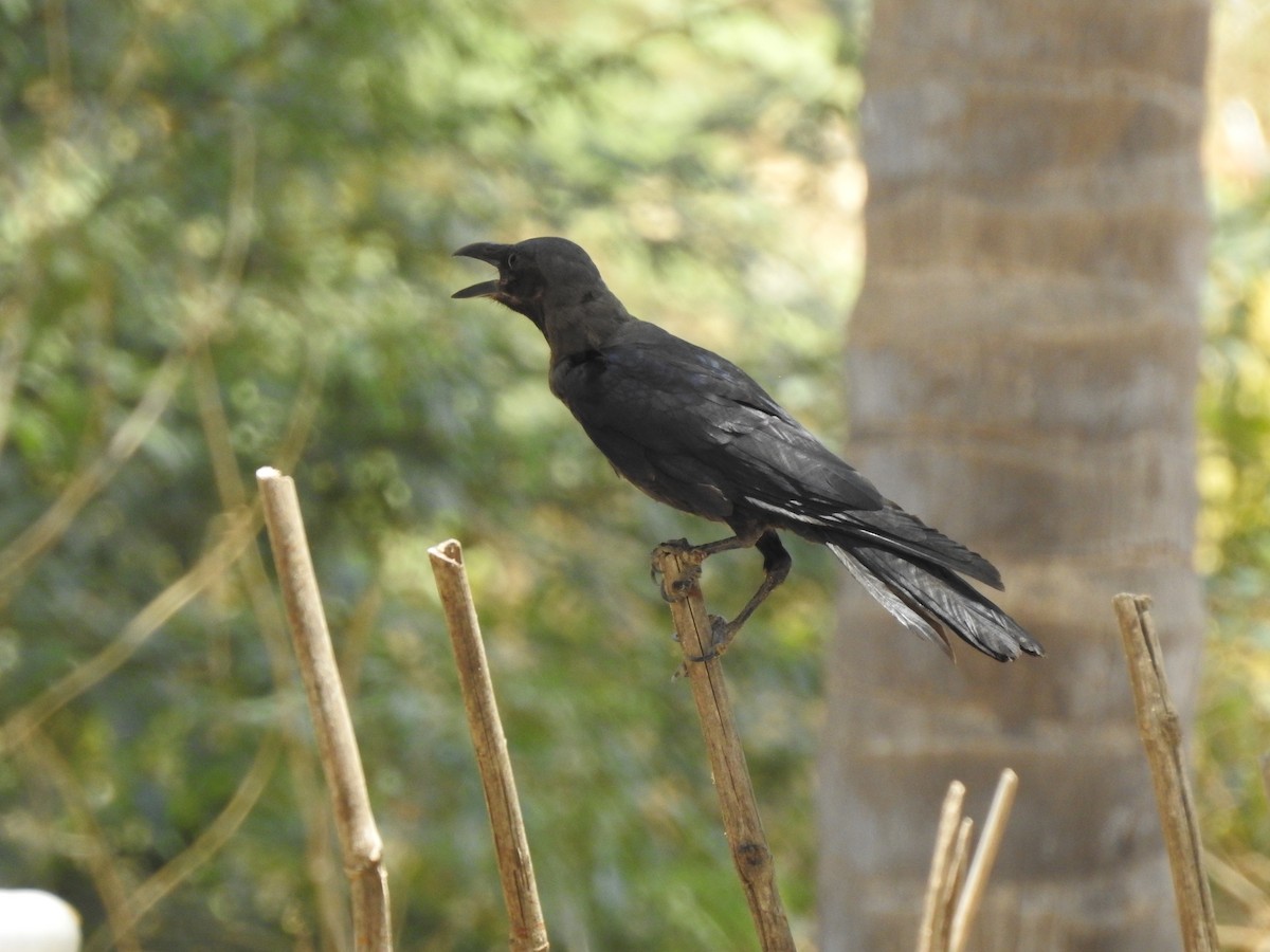 House Crow - Subramania Siva