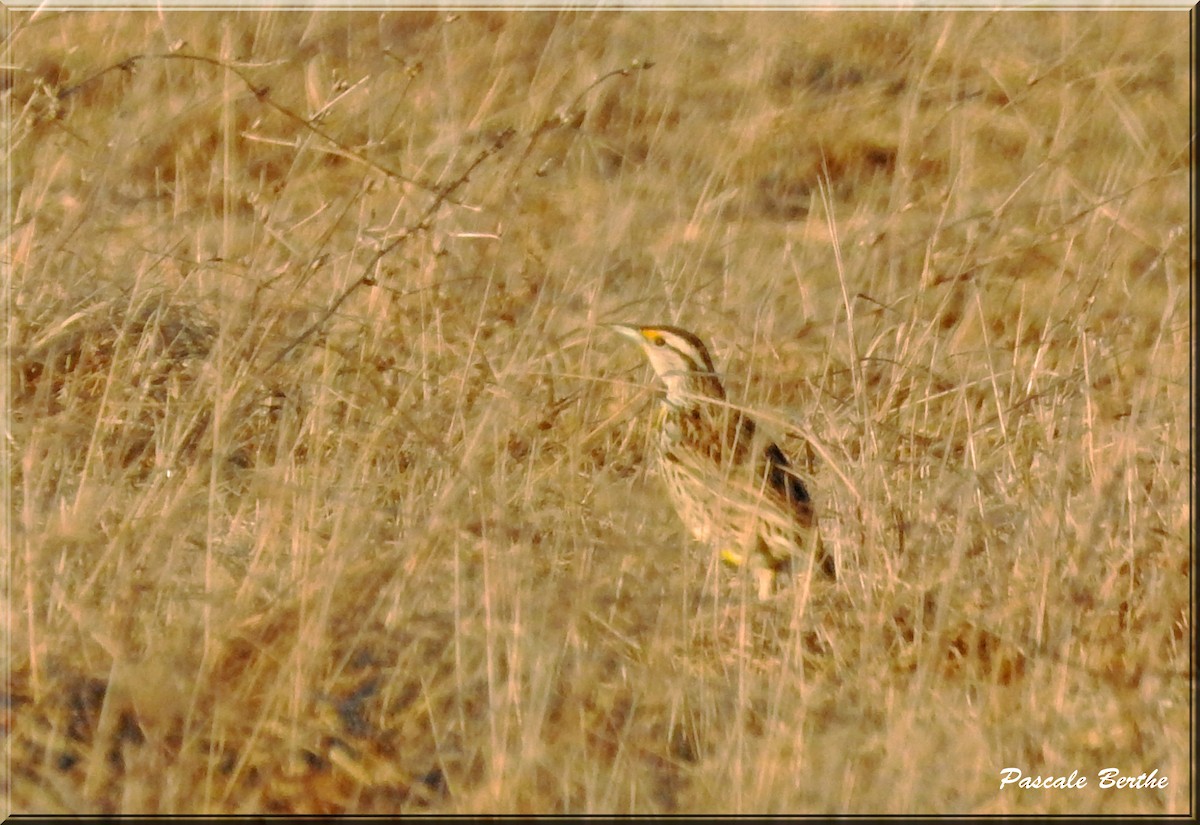 Eastern Meadowlark - Pascale Berthe