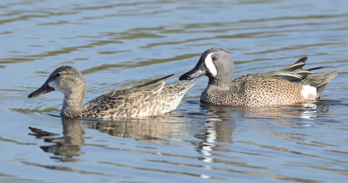 Blue-winged Teal - ML151199771