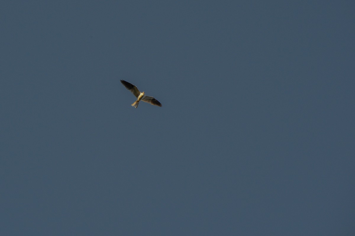 White-tailed Kite - ML151202941