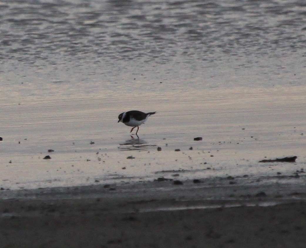 Common Ringed Plover - ML151204771