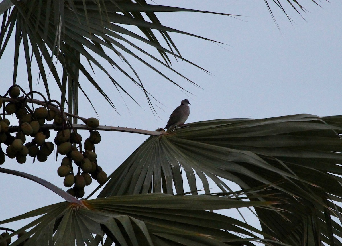 Red-eyed Dove - ML151205161