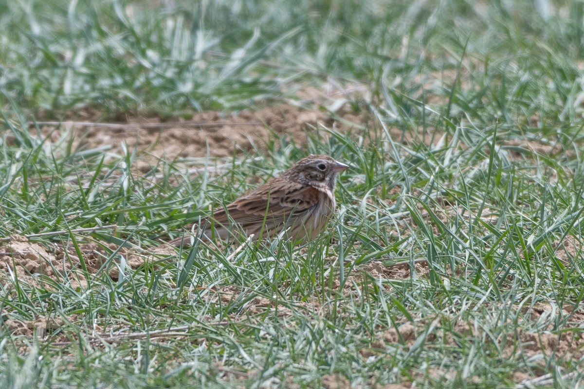 Vesper Sparrow - Preston Sowell
